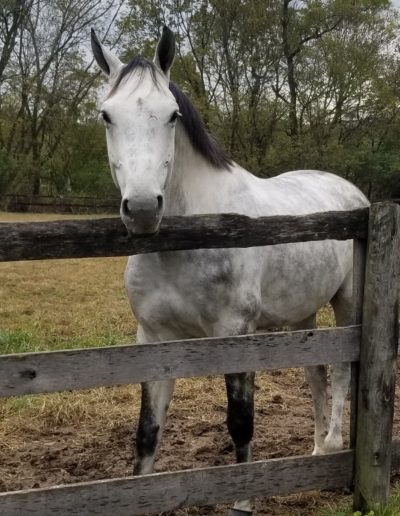 Horses need their leather and hay anti-bacterial treatments